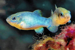 Devil's composubik - ne najelegantnije ime za ribe Devil's composubik - ne najelegantnije ime za ribe